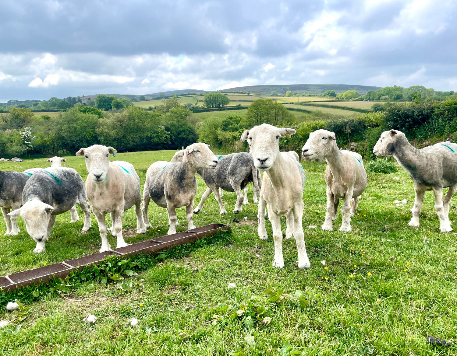 Mid-May at Clare’s Farm: Sunshine, Seedlings & Shorn Sheep