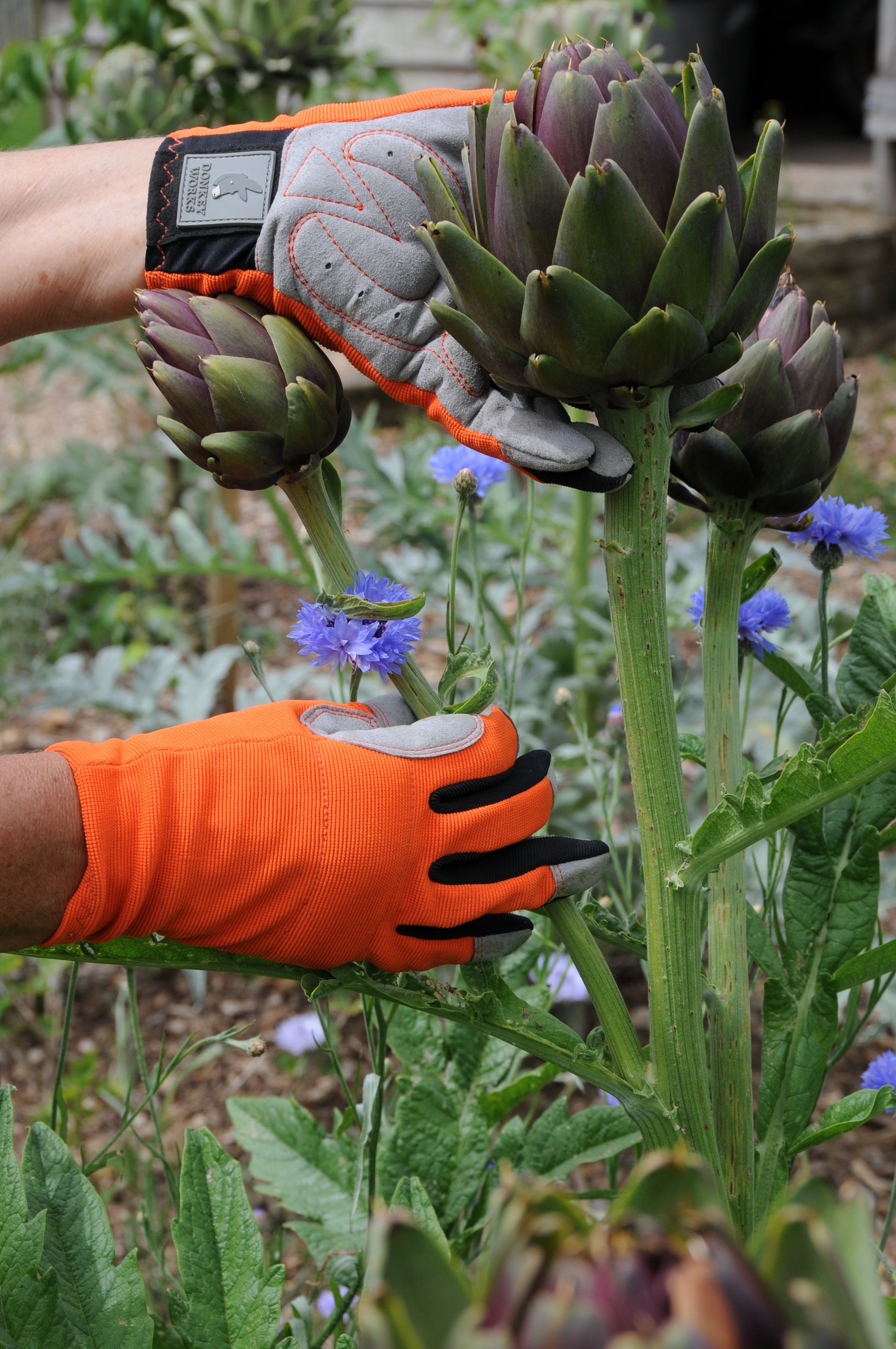 All gardening products